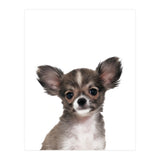 Chihuahua (Print Only) thumbnail