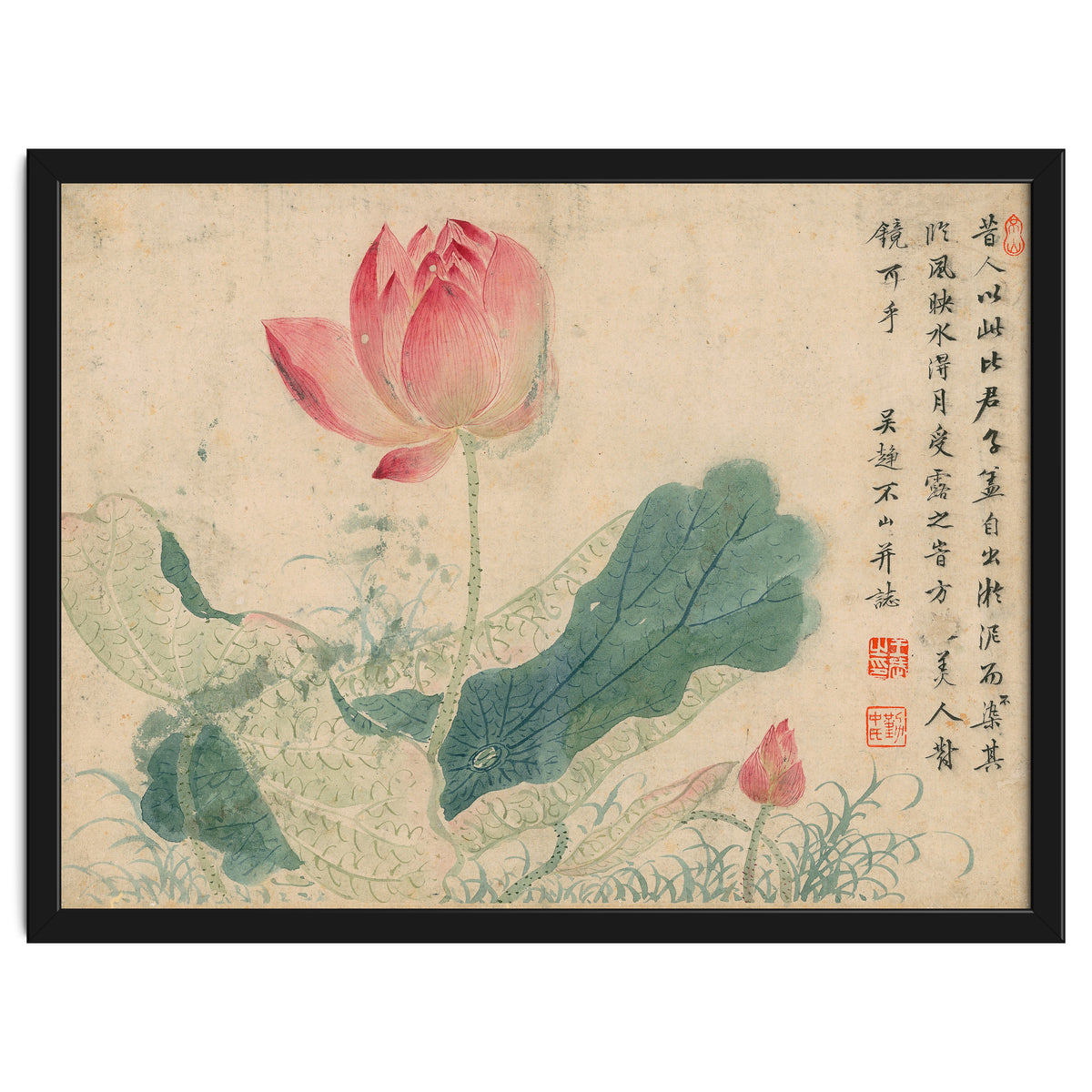Qing Wangwu Flower album, lotus, lotus leaf, pond, copy of water grass