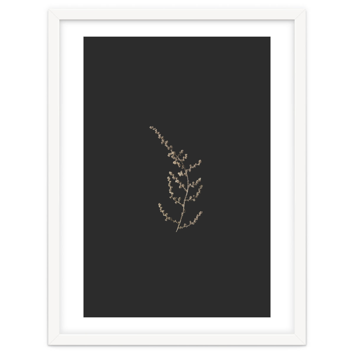 Delicate Golden Fynbos Botanicals on Black