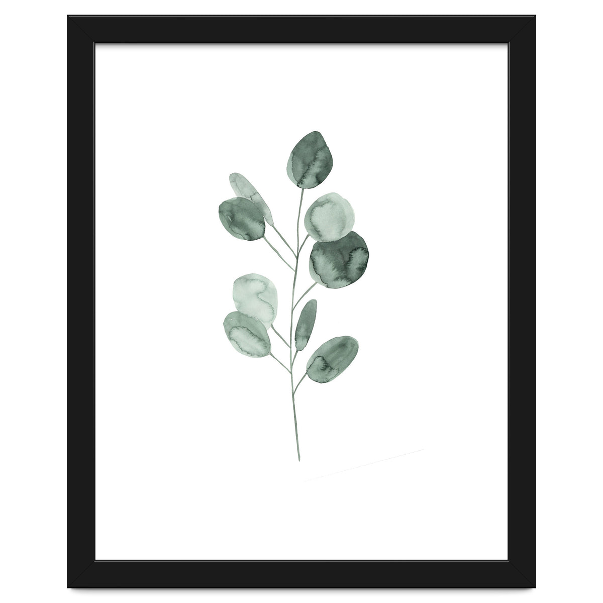 Botanical Illustration Eukalyptus2