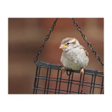 Sparrow (Print Only) thumbnail