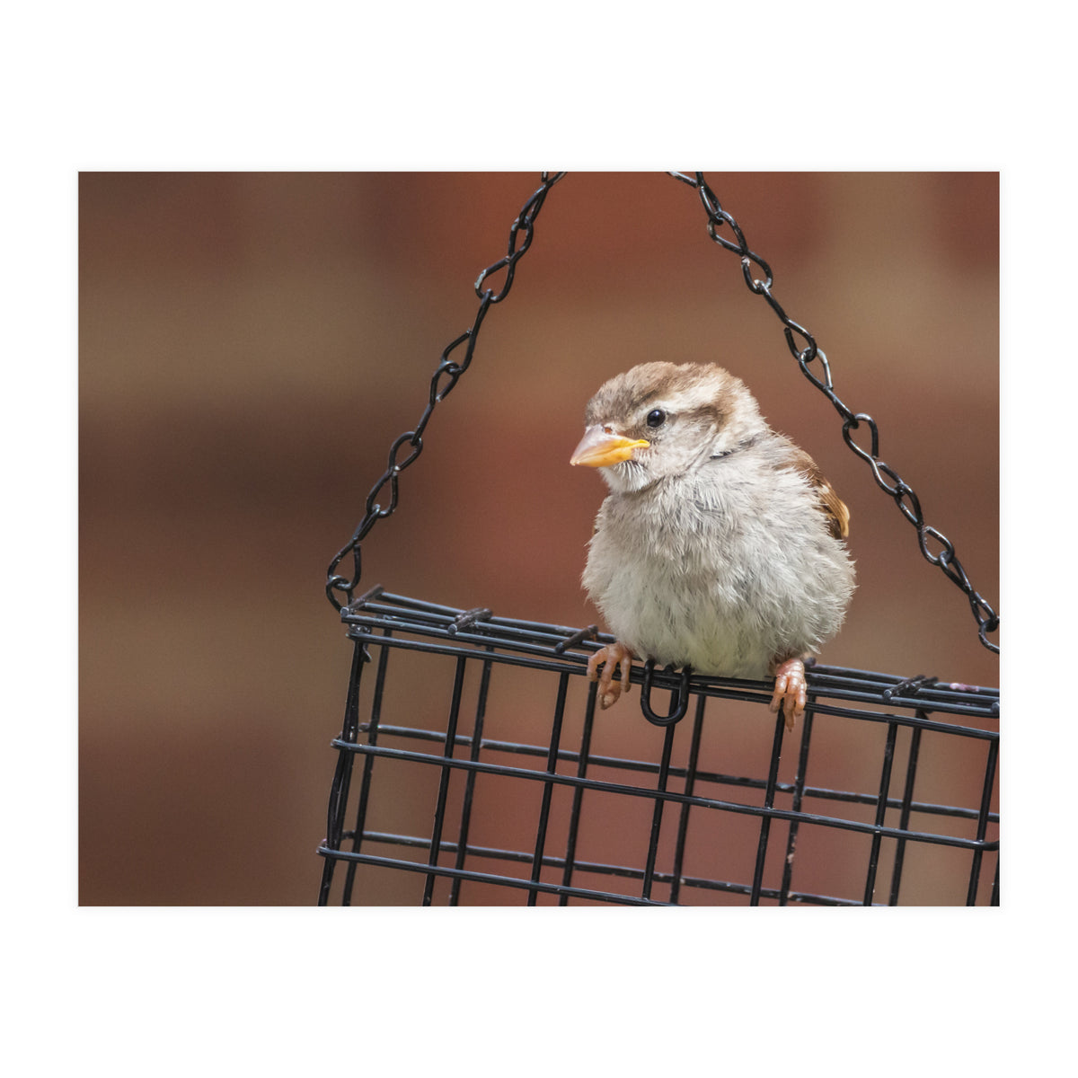 Sparrow (Print Only)