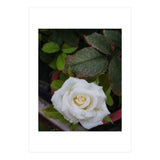 Angel Rose (Print Only) thumbnail