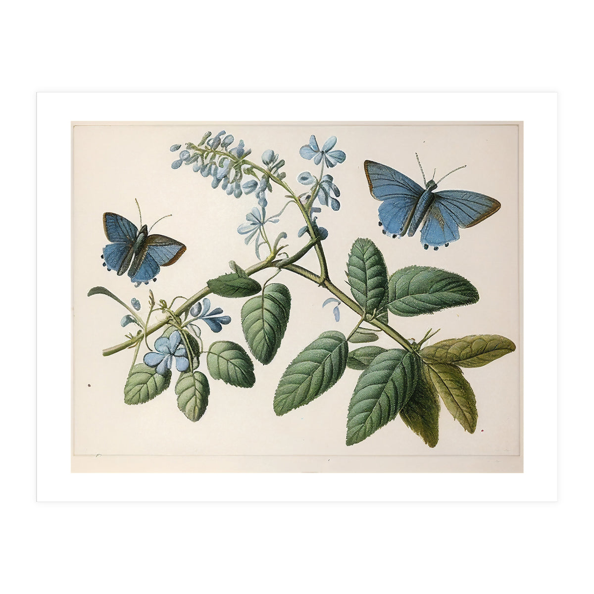 Butterflies Vintage Illustration (Print Only)