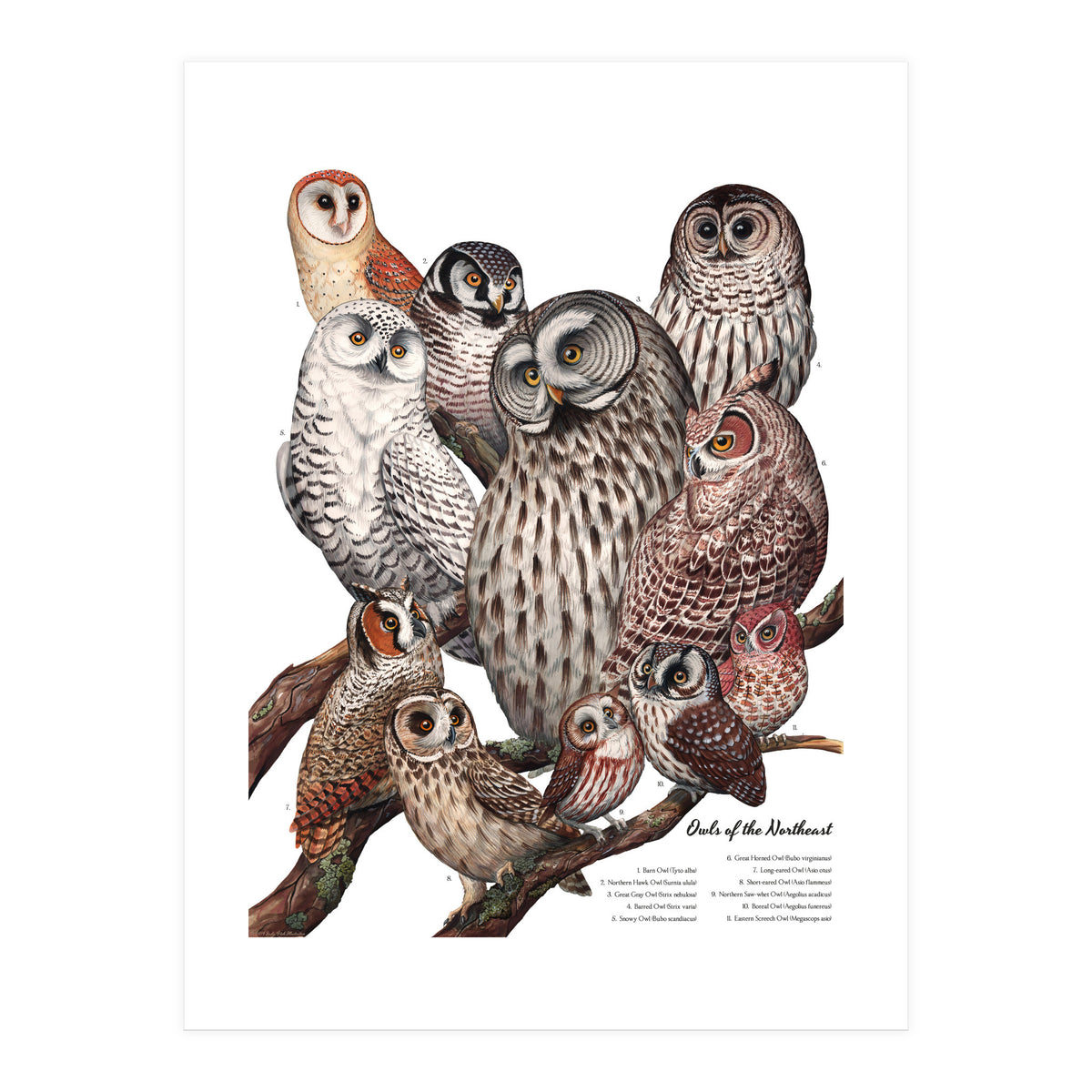 Owls Of The Northeast (Print Only)