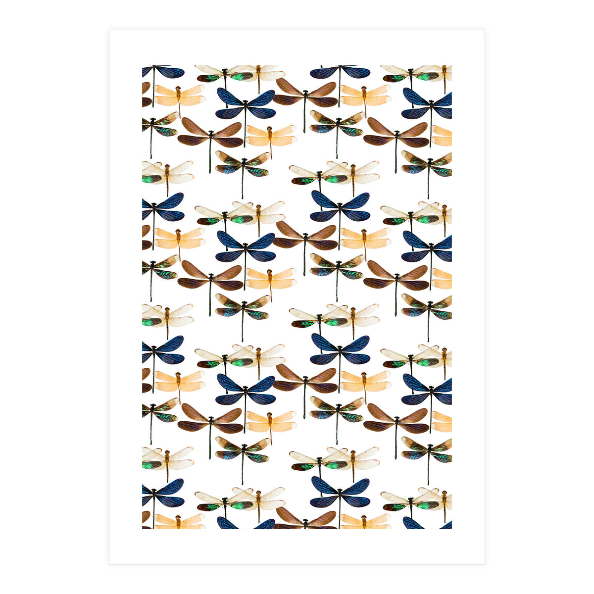 Cc Mle 10213 (Print Only)