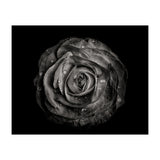 Backyard Flowers In Black And White 72 (Print Only) thumbnail