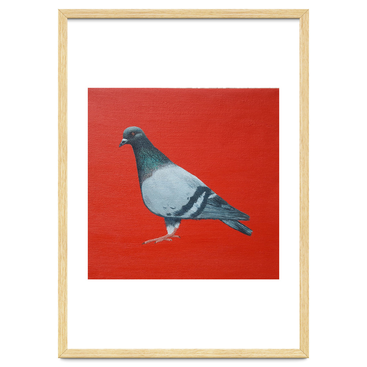 Pigeon