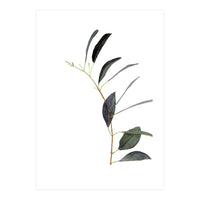 Untitled #14 - Eucalyptus (Print Only)