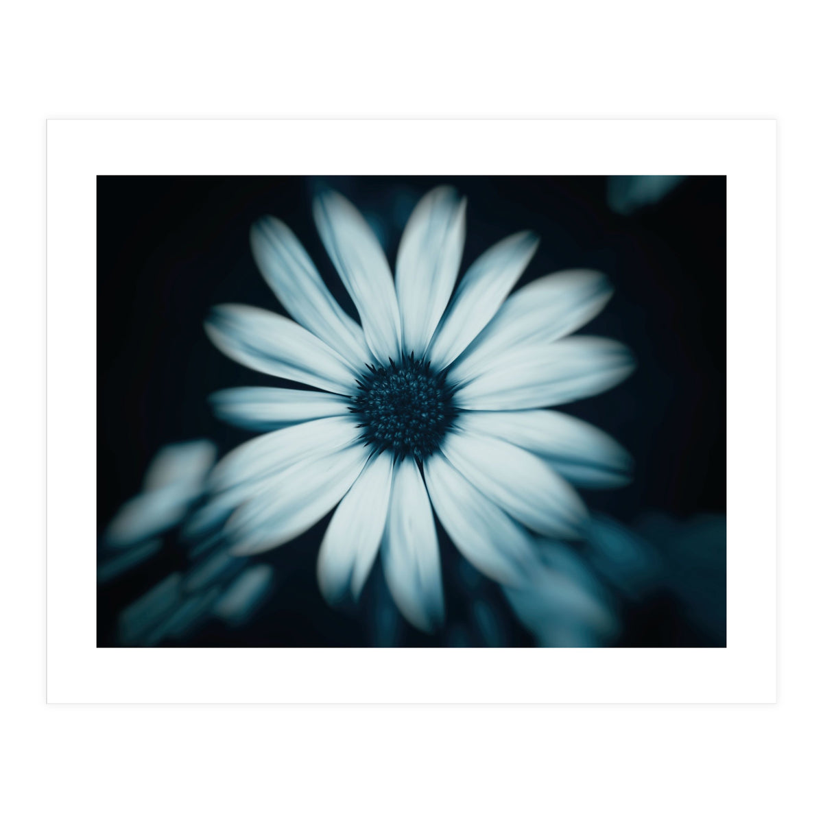 Bellis Perennis (Print Only)