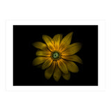 Backyard Flowers No 34 Color Version (Print Only) thumbnail