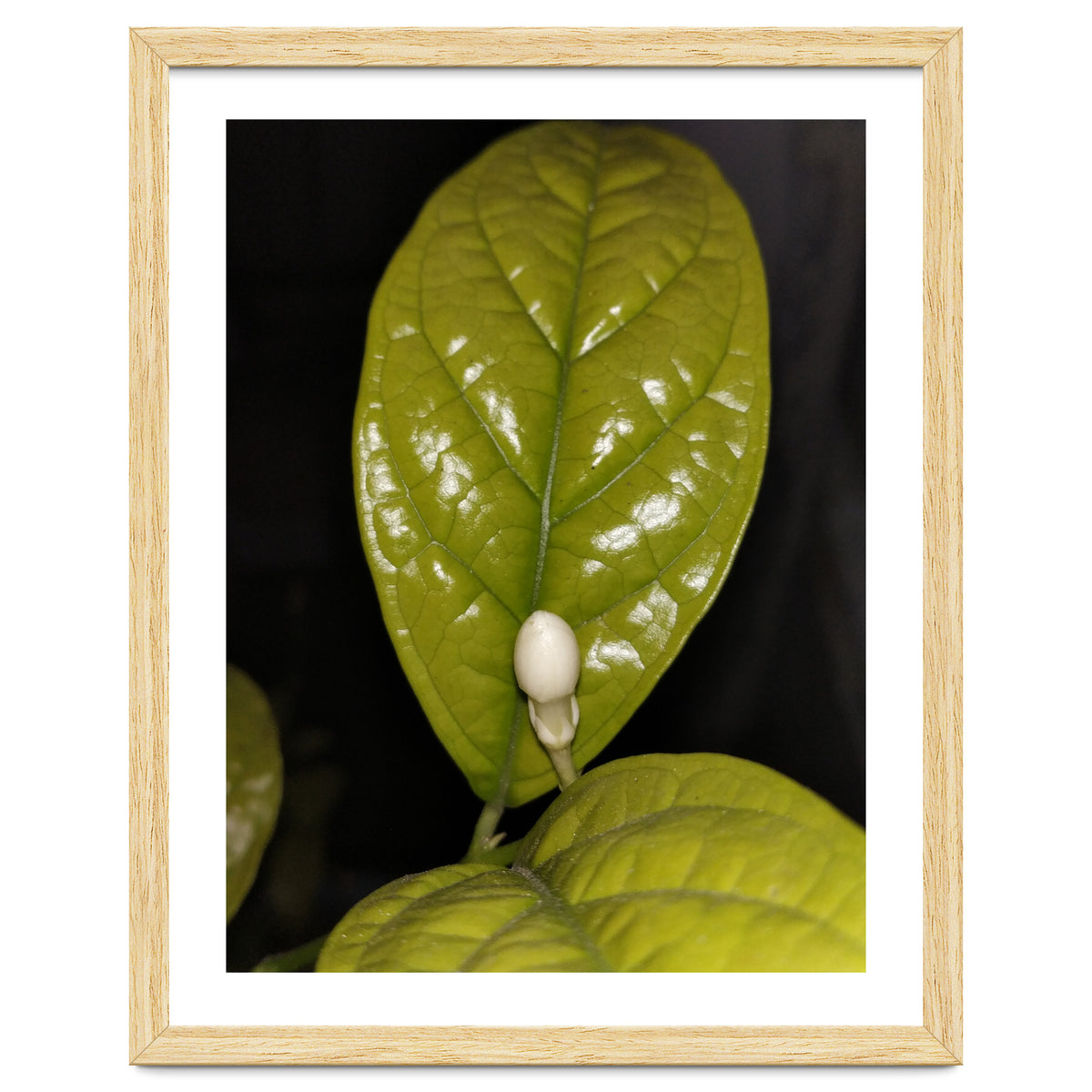 Jasmine Flower Fragrance