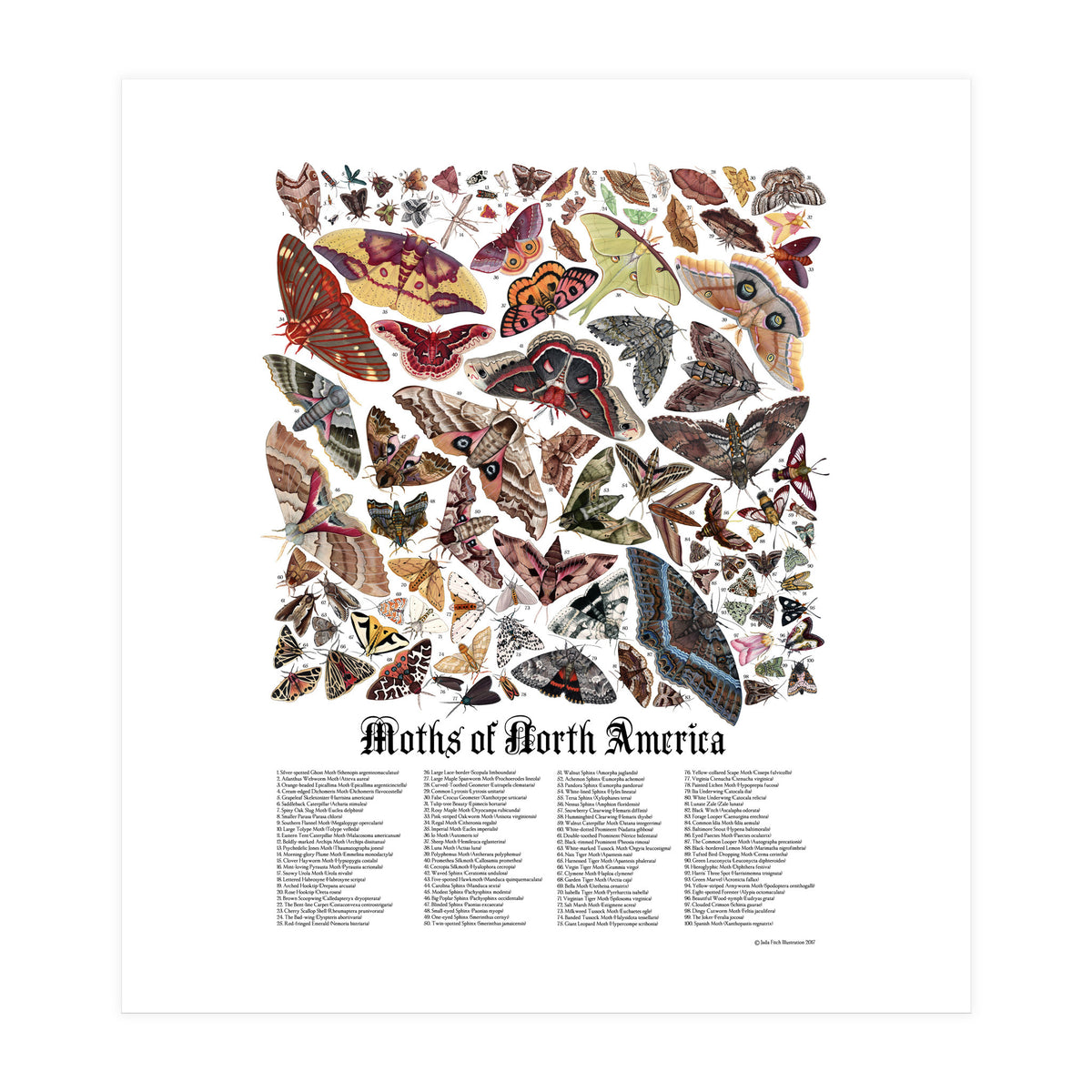 Moths of North America  (Print Only)