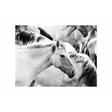 Horses (Print Only) thumbnail
