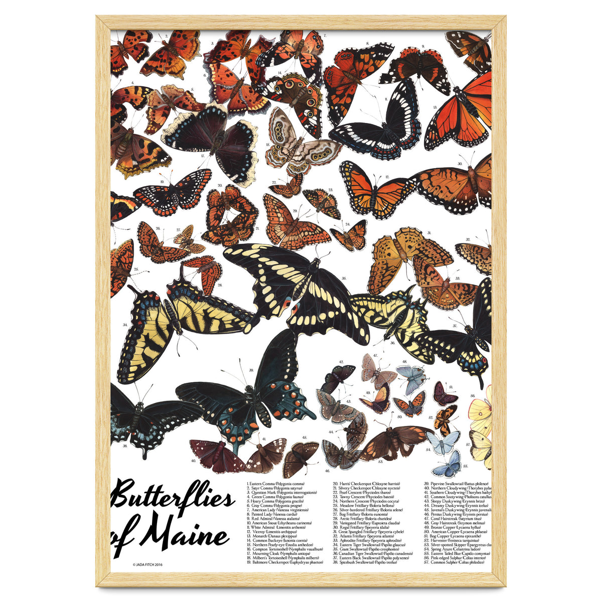 Maine Butterflies Chart