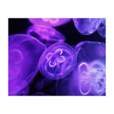 Jellyfish (Print Only) thumbnail