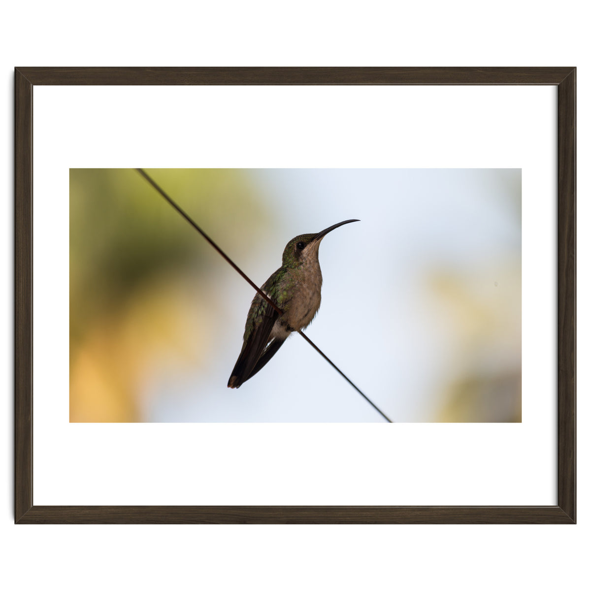 Colibri from Haïti