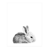 Black and White Bunny Portrait (Print Only) thumbnail