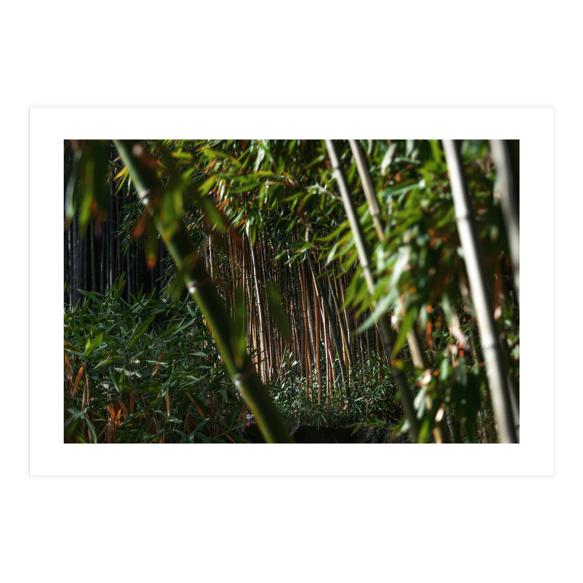 Scorpion (Print Only)