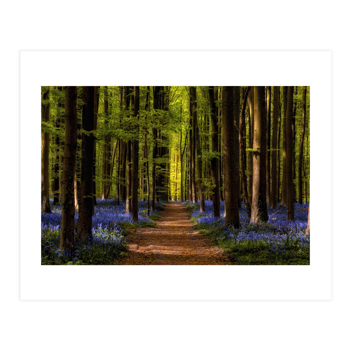 The Path To Light (Print Only)