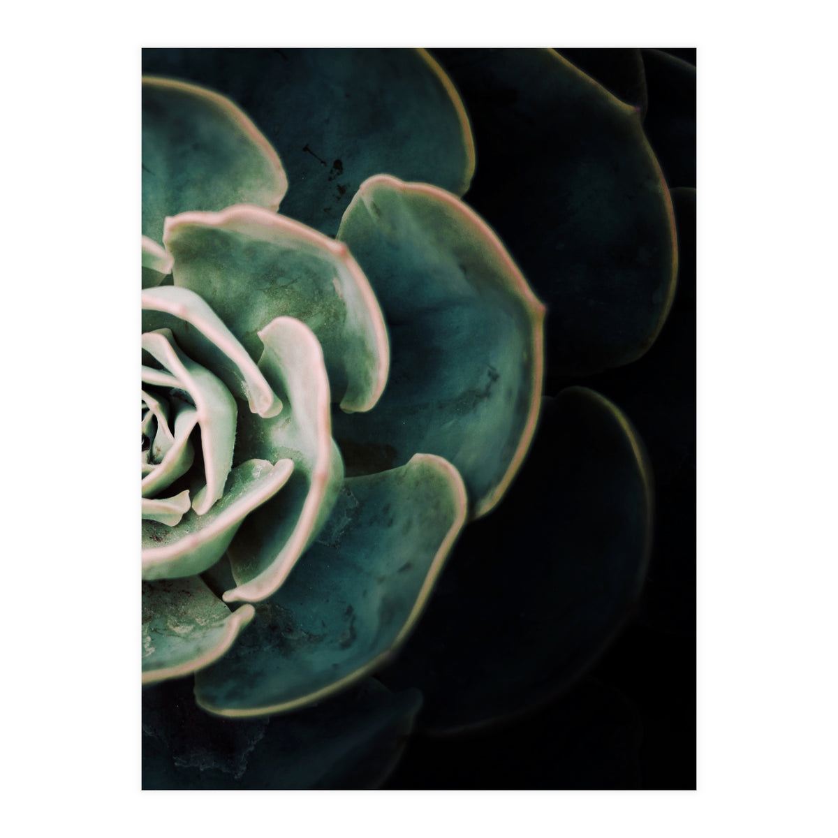 Darkside Of Succulents 4-B (Print Only)