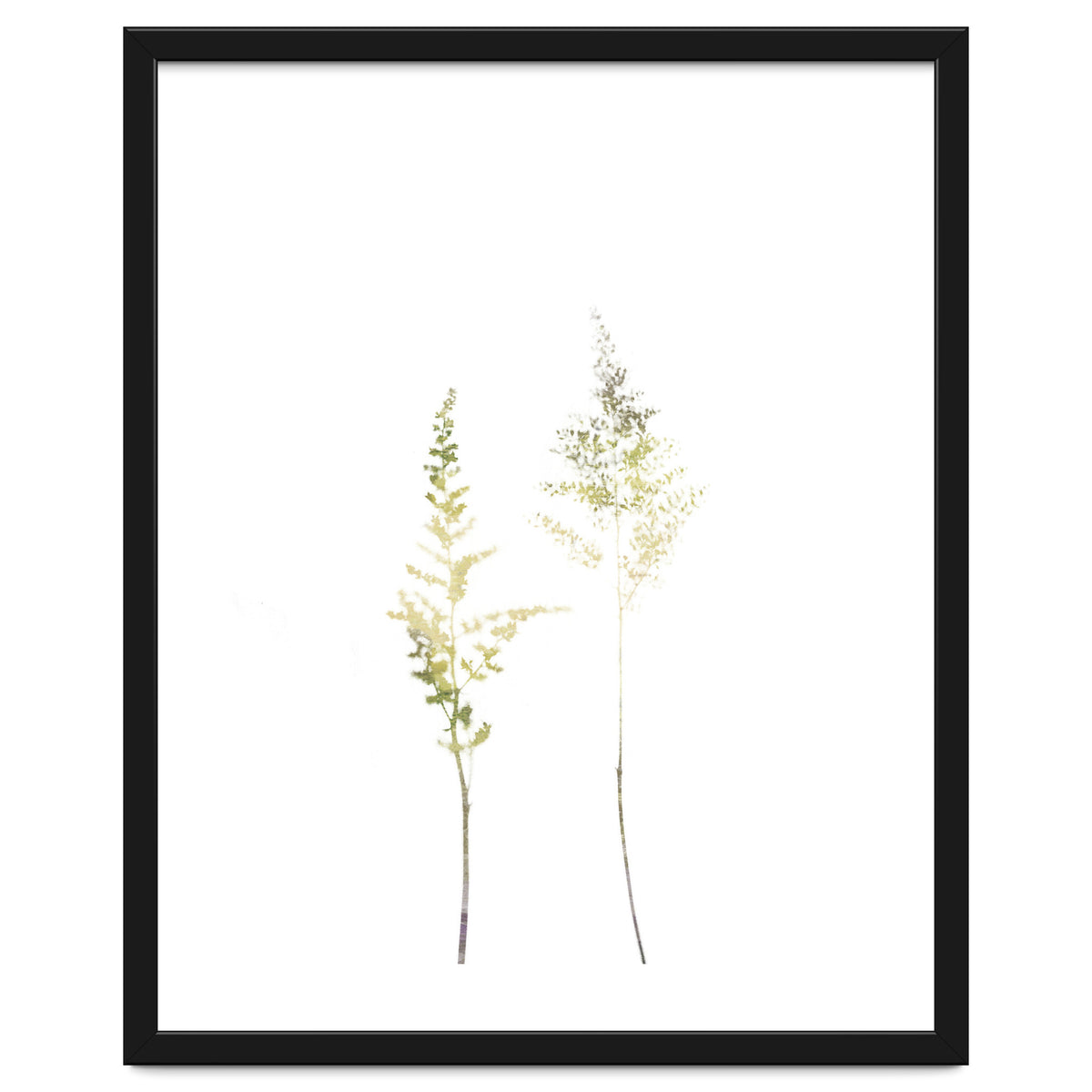 Neutral Astilbe
