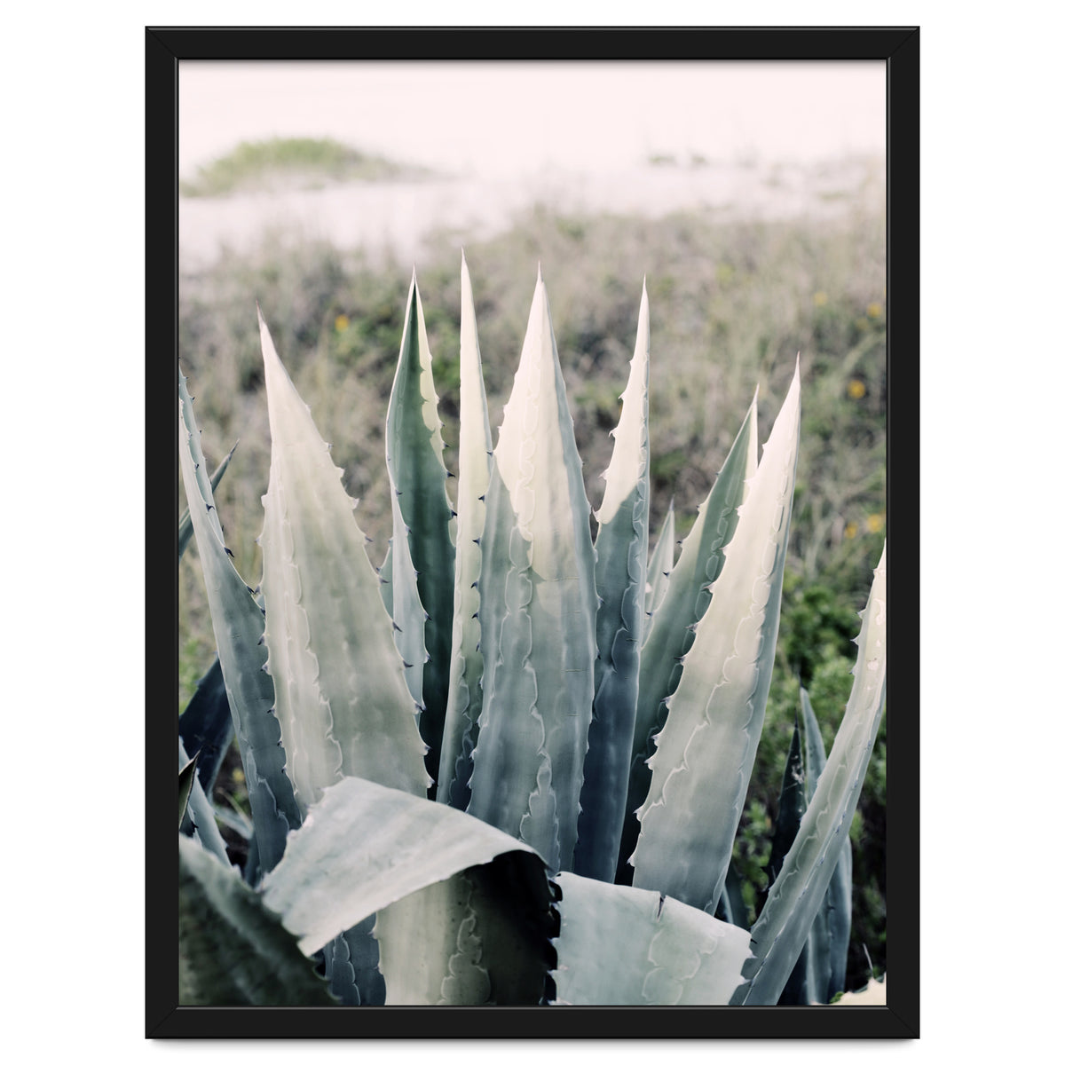 Pale Agave