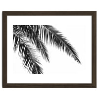 Palm Leaves