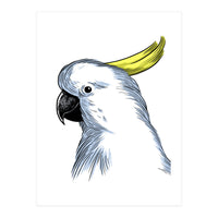 Skecth Macaw (Print Only)