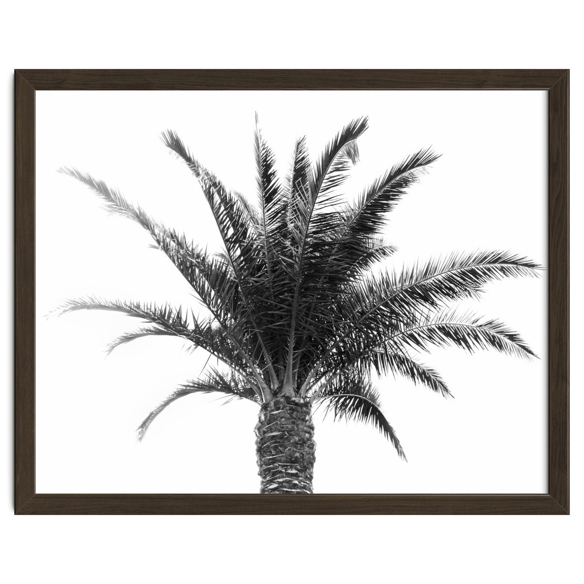 Palm Tree