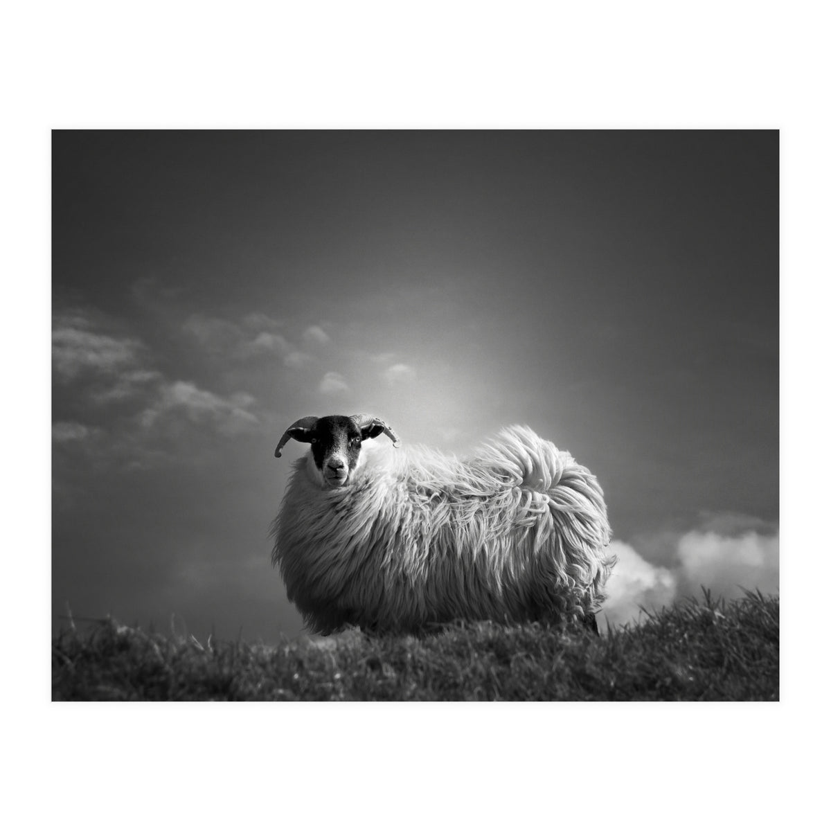 le fluff (Print Only)