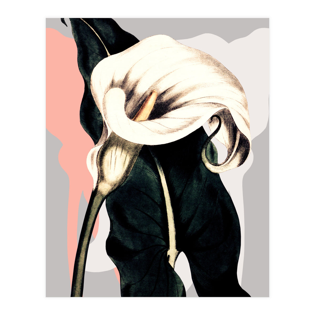 Calla lily flower (Print Only)