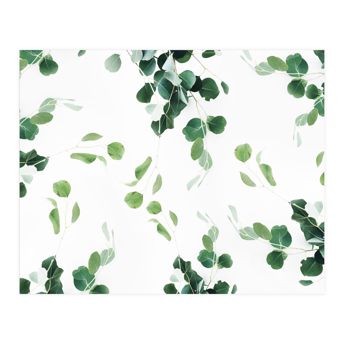 Botanical Celebration  (Print Only)