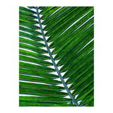 Foliage V3 (Print Only) thumbnail