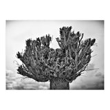 Cut down tree top (Print Only) thumbnail