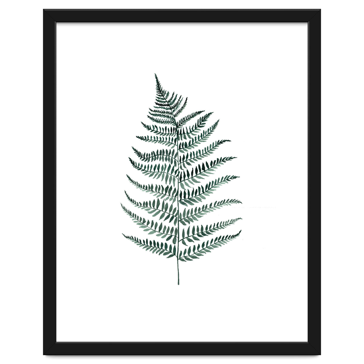 Botanical Illustration Silverfern