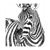 Zebra (Print Only) thumbnail