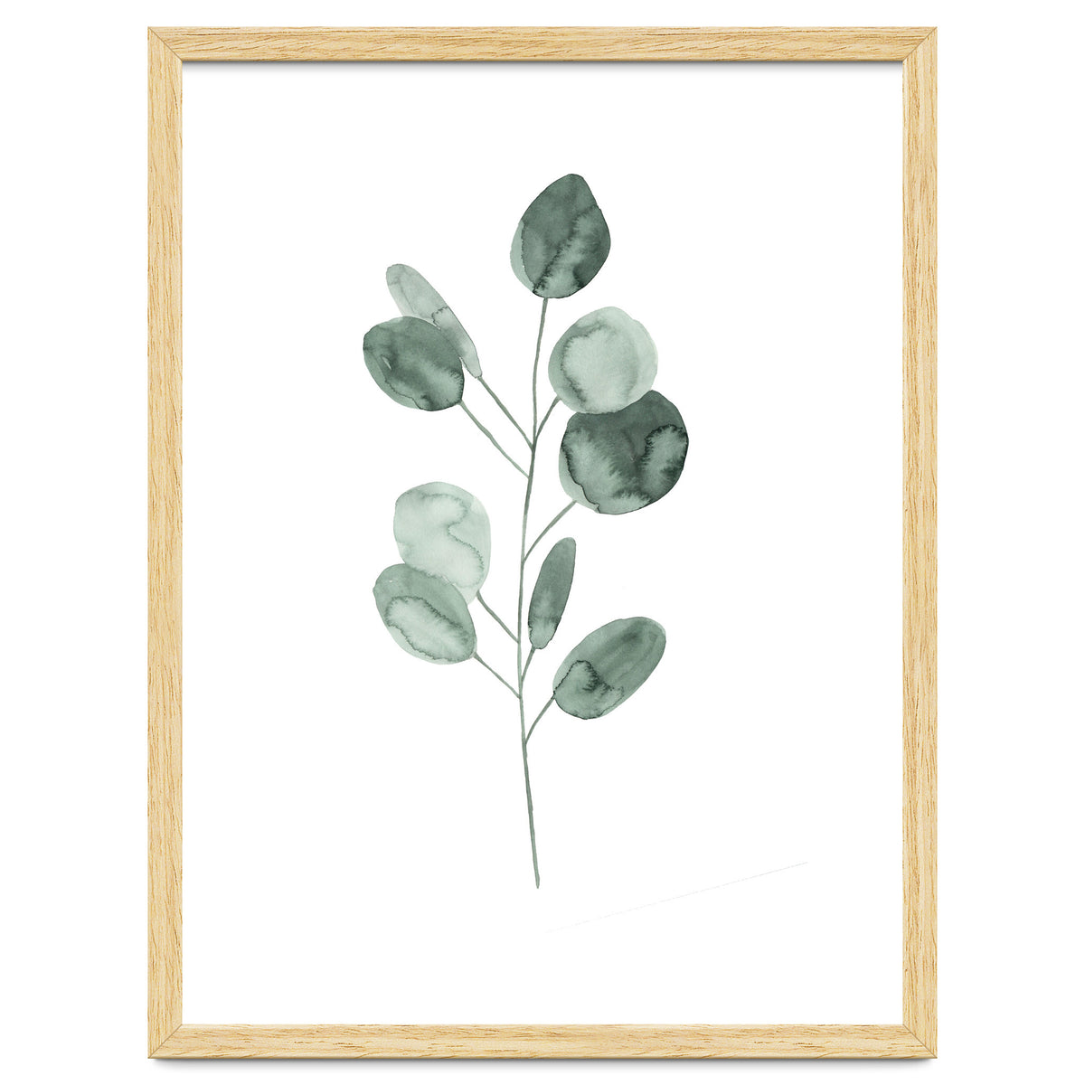 Botanical Illustration Eukalyptus2