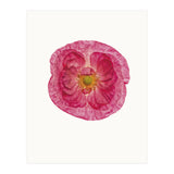 Cc Poppy 01 (Print Only) thumbnail