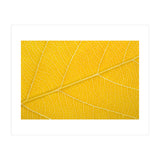 Autumn Leaf (Print Only) thumbnail