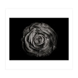 Backyard Flowers In Black And White 72 (Print Only) thumbnail