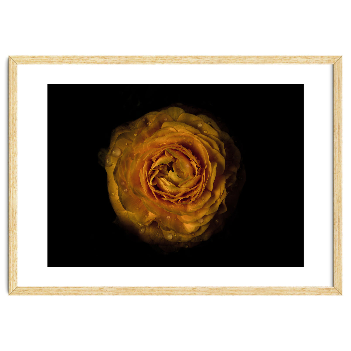 Backyard Flowers No 73 Color Version