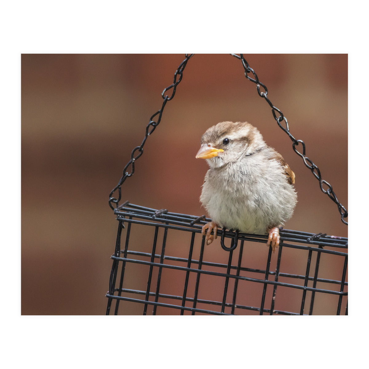 Sparrow (Print Only)