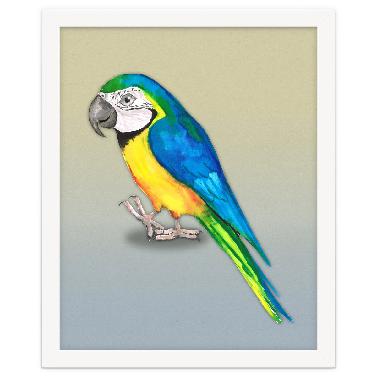 Blue and yellow macaw