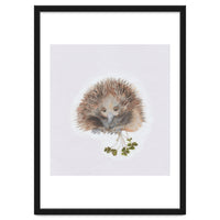 Echidna - Australian Animal Series