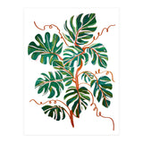 Monstera Deliciosa (Print Only) thumbnail