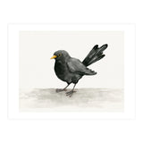 Blackbird ink drawing (Print Only) thumbnail