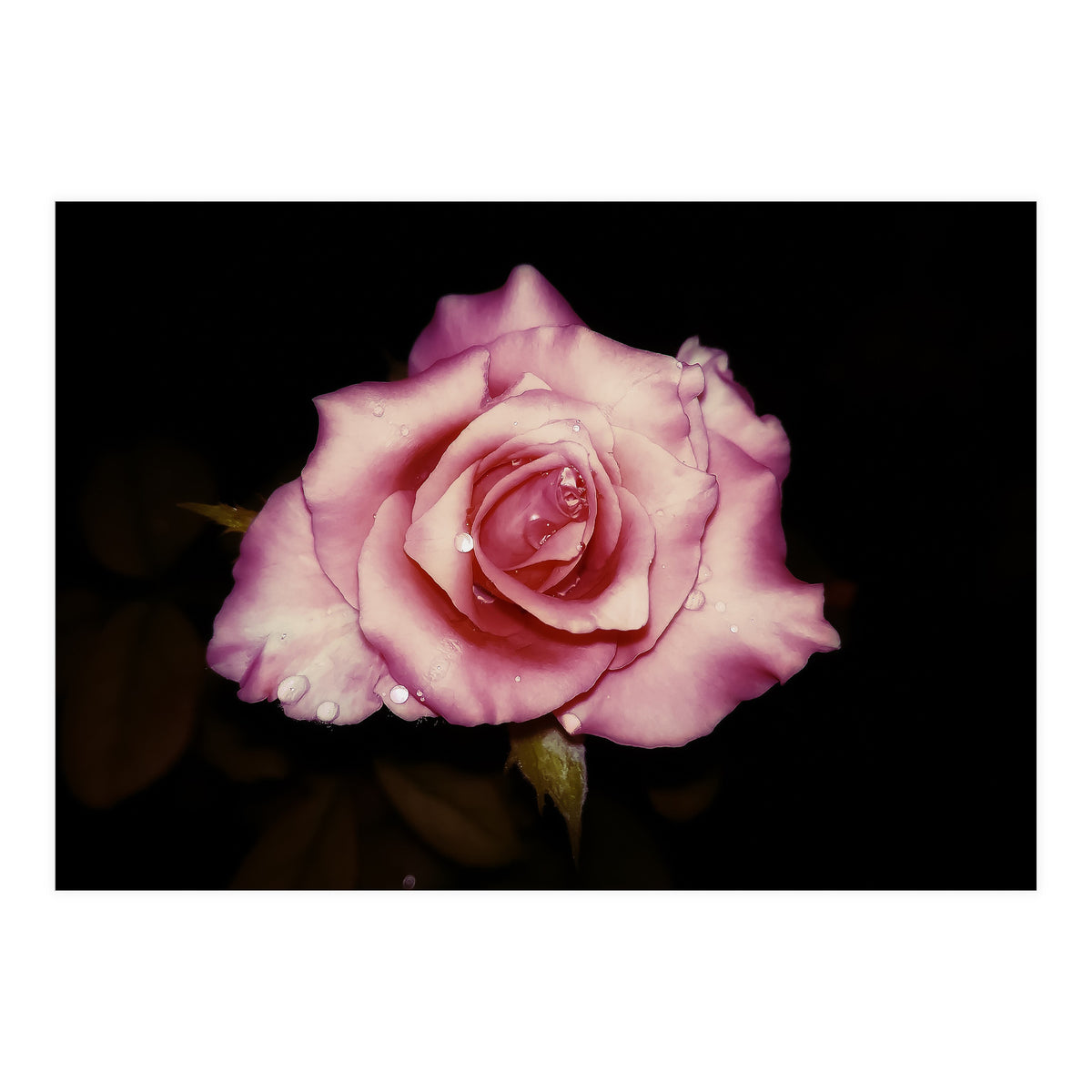 Satin Rose (Print Only)