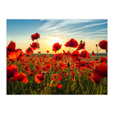 Poppies (Print Only) thumbnail