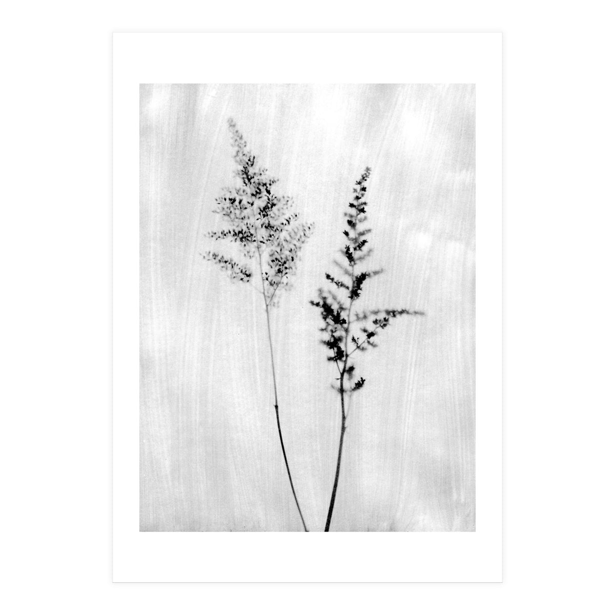 Delicate Wildflowers (Print Only)